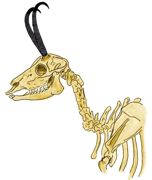 Cranio e vertebre cervicali